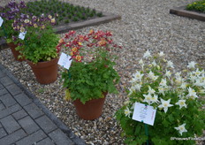 Early Bird is een nieuwe serie Aquilegia, planten die, zoals de naam al zegt, eerder bloeien dan varieteiten uit voorgaande series.